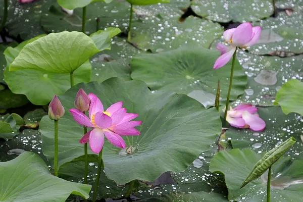 冬松迎雪株株挺拔，
夏荷沐雨棵棵娇艳。