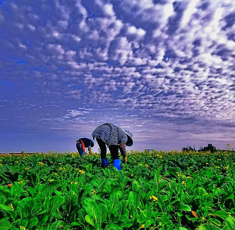看到“勤勤恳恳种菜”这个上联，一下子就来了兴致。上联里“勤勤恳恳”这叠词，把那种