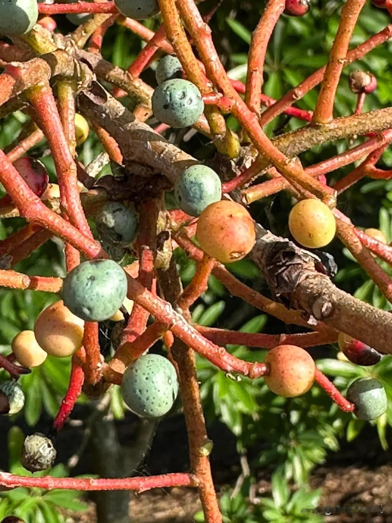 Pistacia atlantica是漆树科黄连木属植物，也叫阿特拉斯山黄连木。