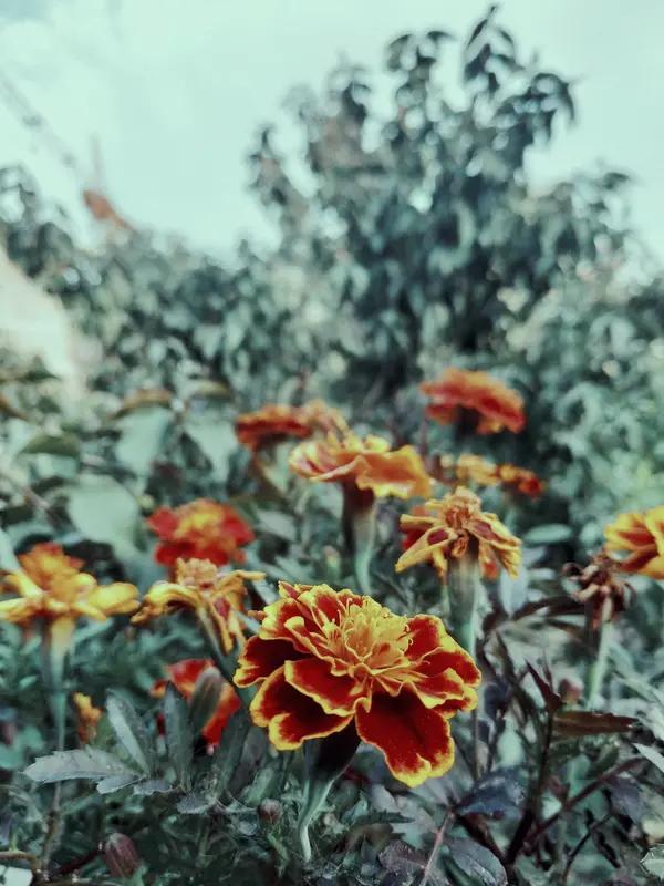 我相册里有张超美的花照，是一丛粉色的樱花。那是春天去公园时拍的，满树粉嫩的樱花如