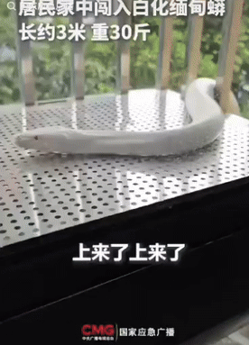 太吓人了，一居民家长闯入白化缅甸蟒，长约3米，重约30斤。居民看到蛇爬上来非常害