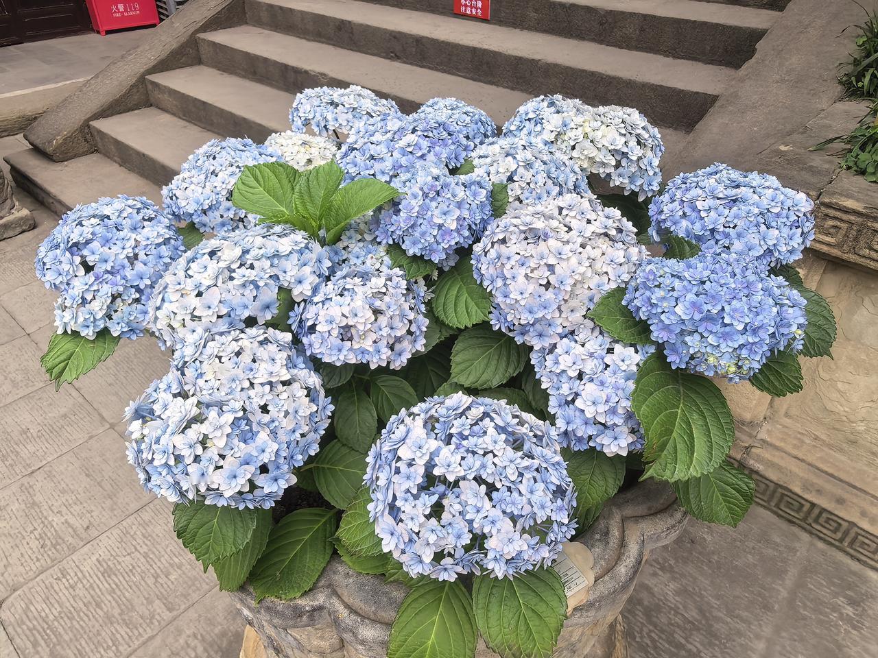 分享一张随手拍的花