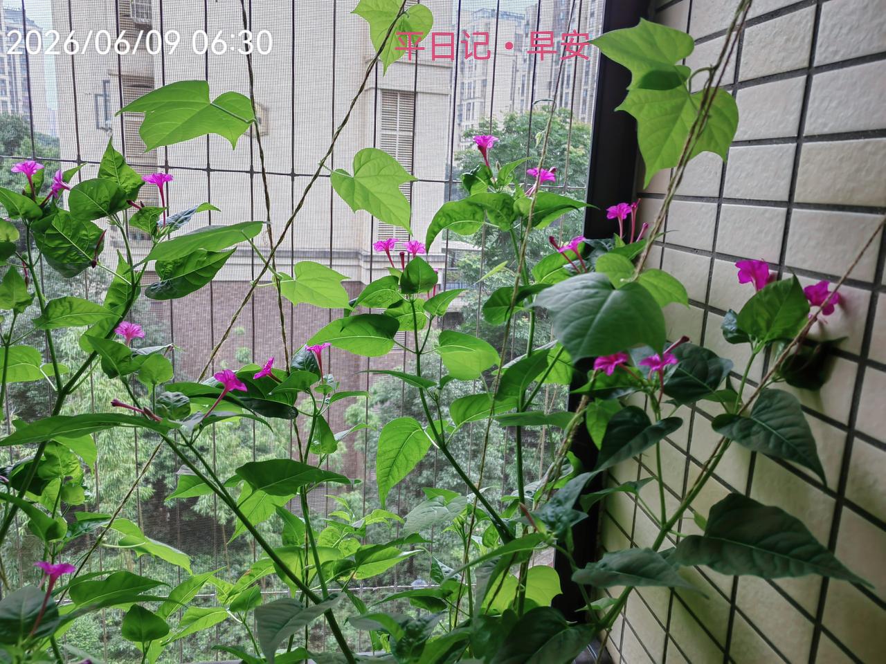平日记•早安

夏日温度骤然下降，清晨凉风阵阵，夜来香还凝着昨夜的身姿，不曾凋零