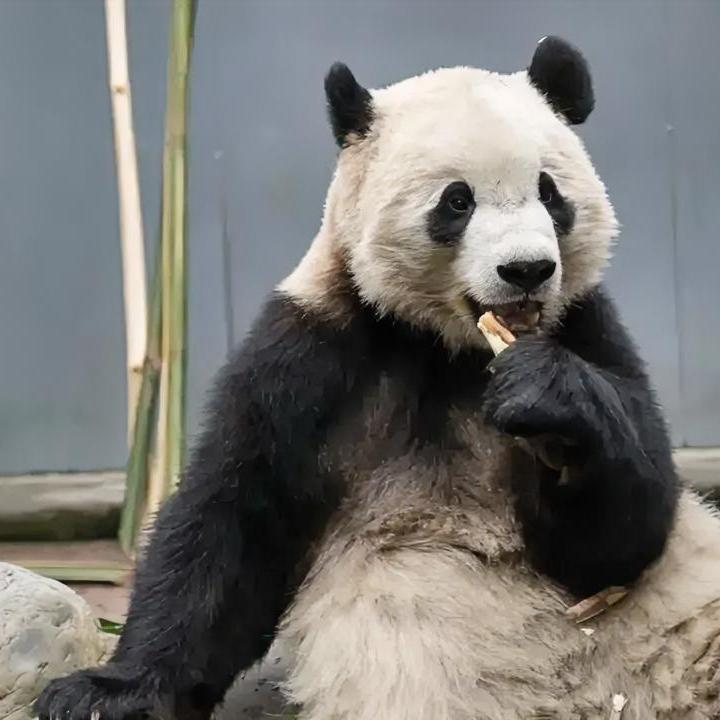 今天有个好消息，新疆从无到有的大熊猫“宝元”和“德瑞”已抵达乌鲁木齐了，入住于水