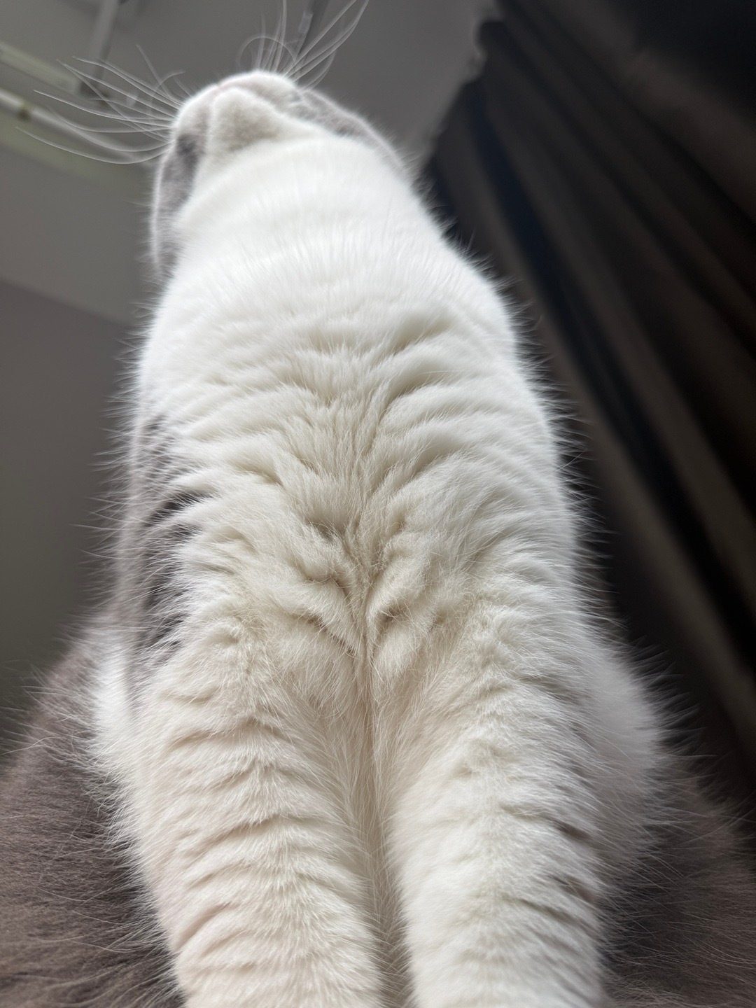 心有猛虎 