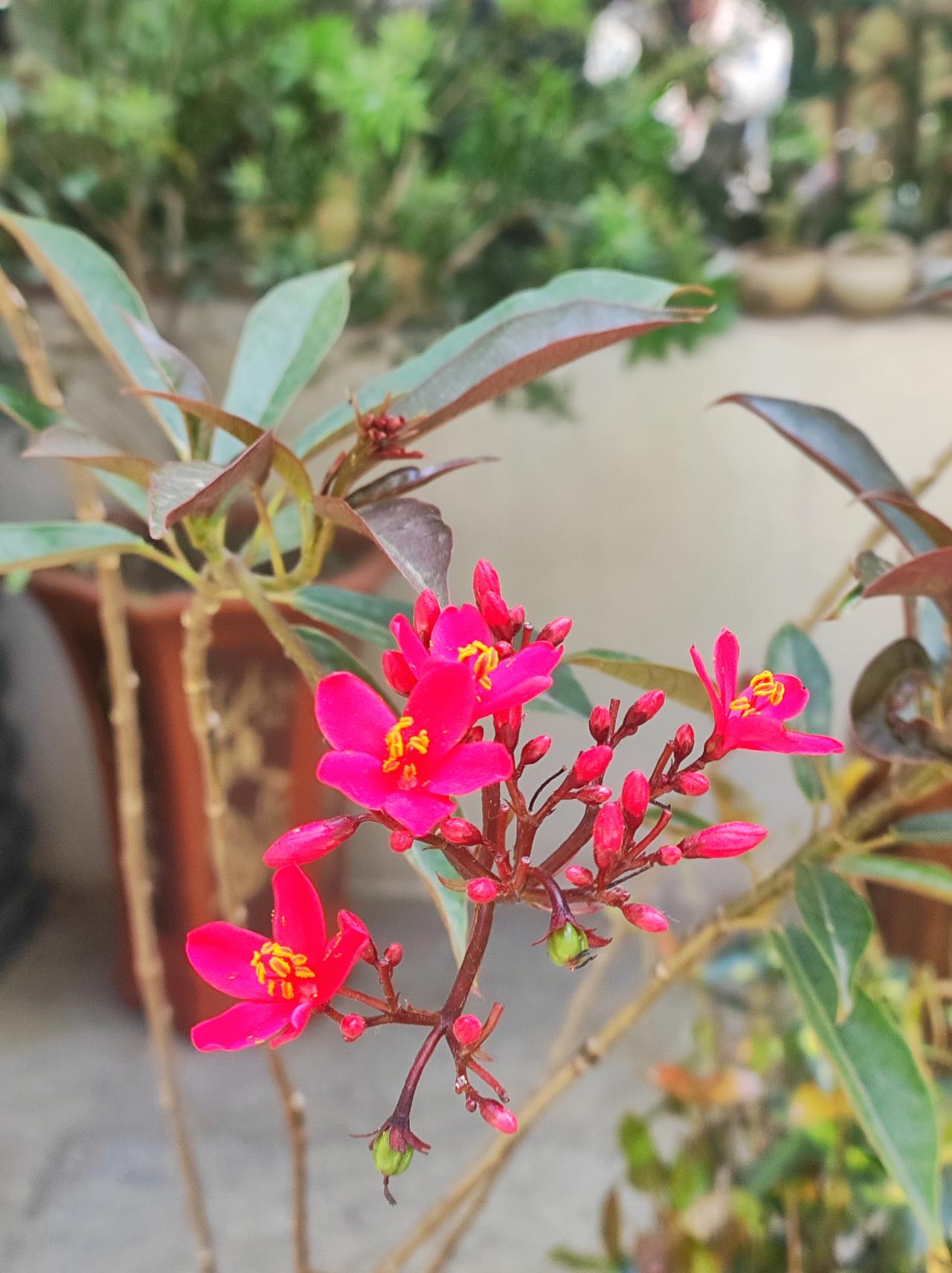 红珊瑚. 红千层. 刺玫