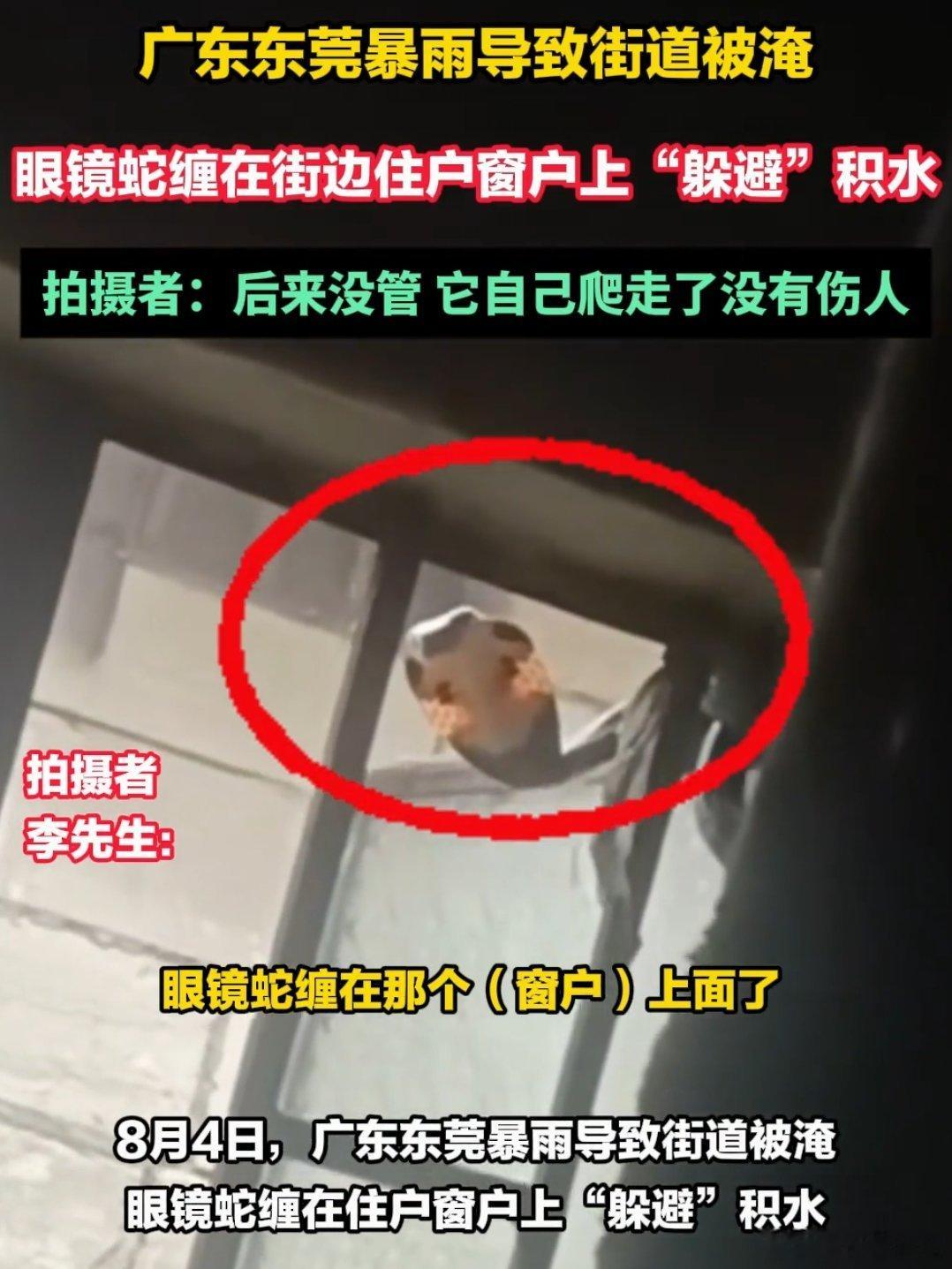 这是真吓人，广东东莞，暴雨致街道被淹，眼镜蛇缠在窗户上 ​​​