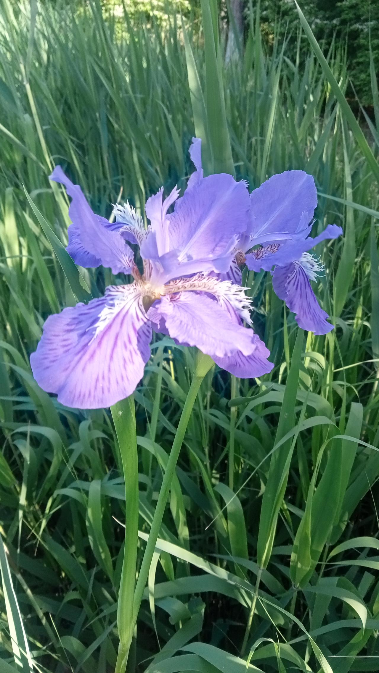 晒晒你手机中最美的一张野花图片