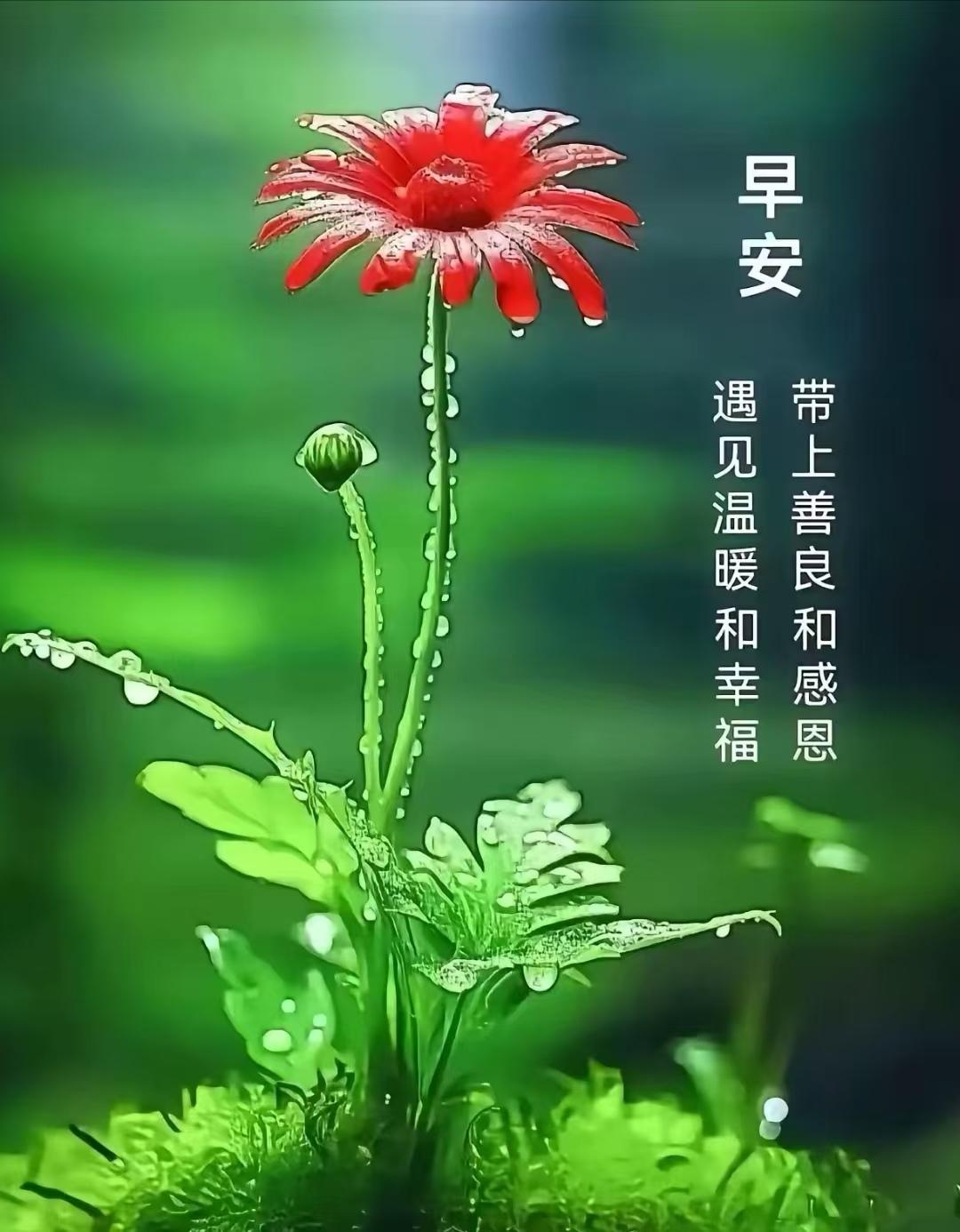《鹧鸪天·寄友》

轻风拂面送欢颜，
晴光暖煦润心田。
流云漫卷携佳运，
碧浪柔