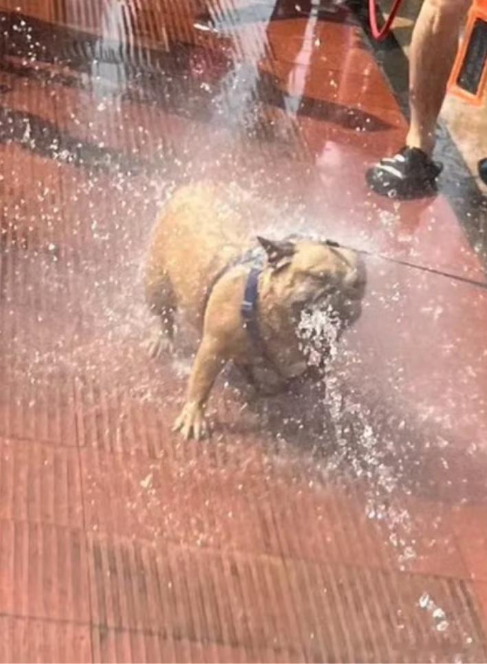 脱口秀演员被高压水枪滋隐私部位狗去了都得坐下 别问！问就是尊重文化