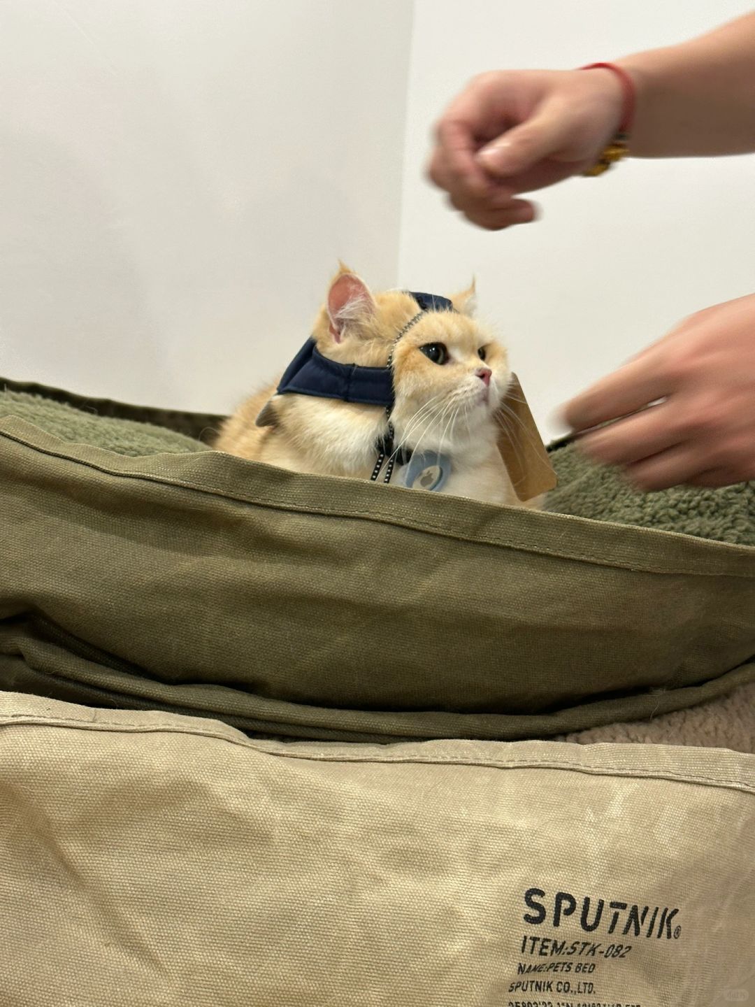 谁懂，有时候当猫也挺无助的
