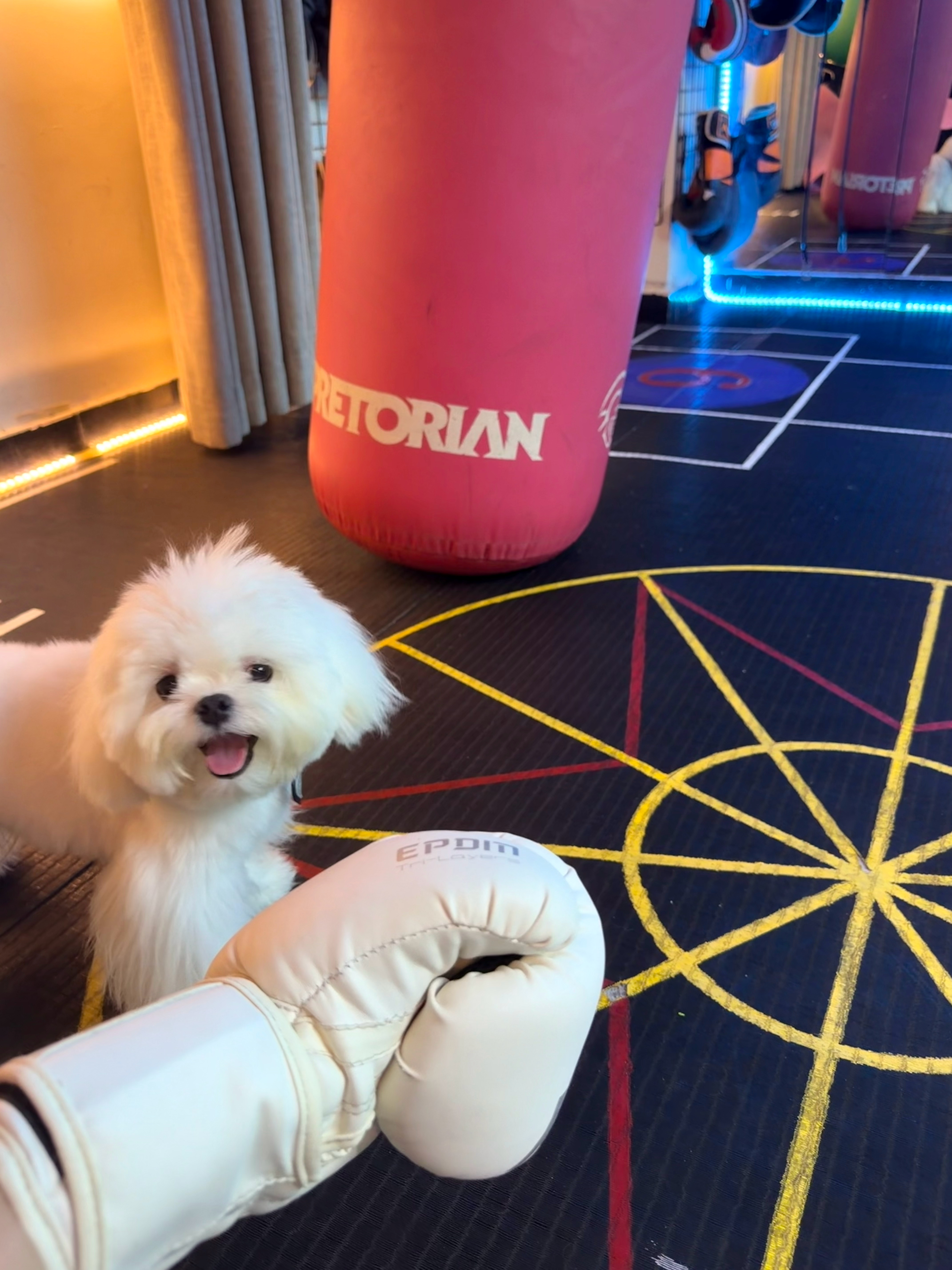极致可爱 & 极致力量💪 