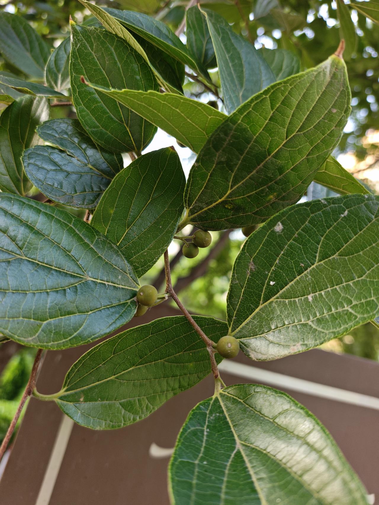 分享一张喜欢的植物的照片朴树