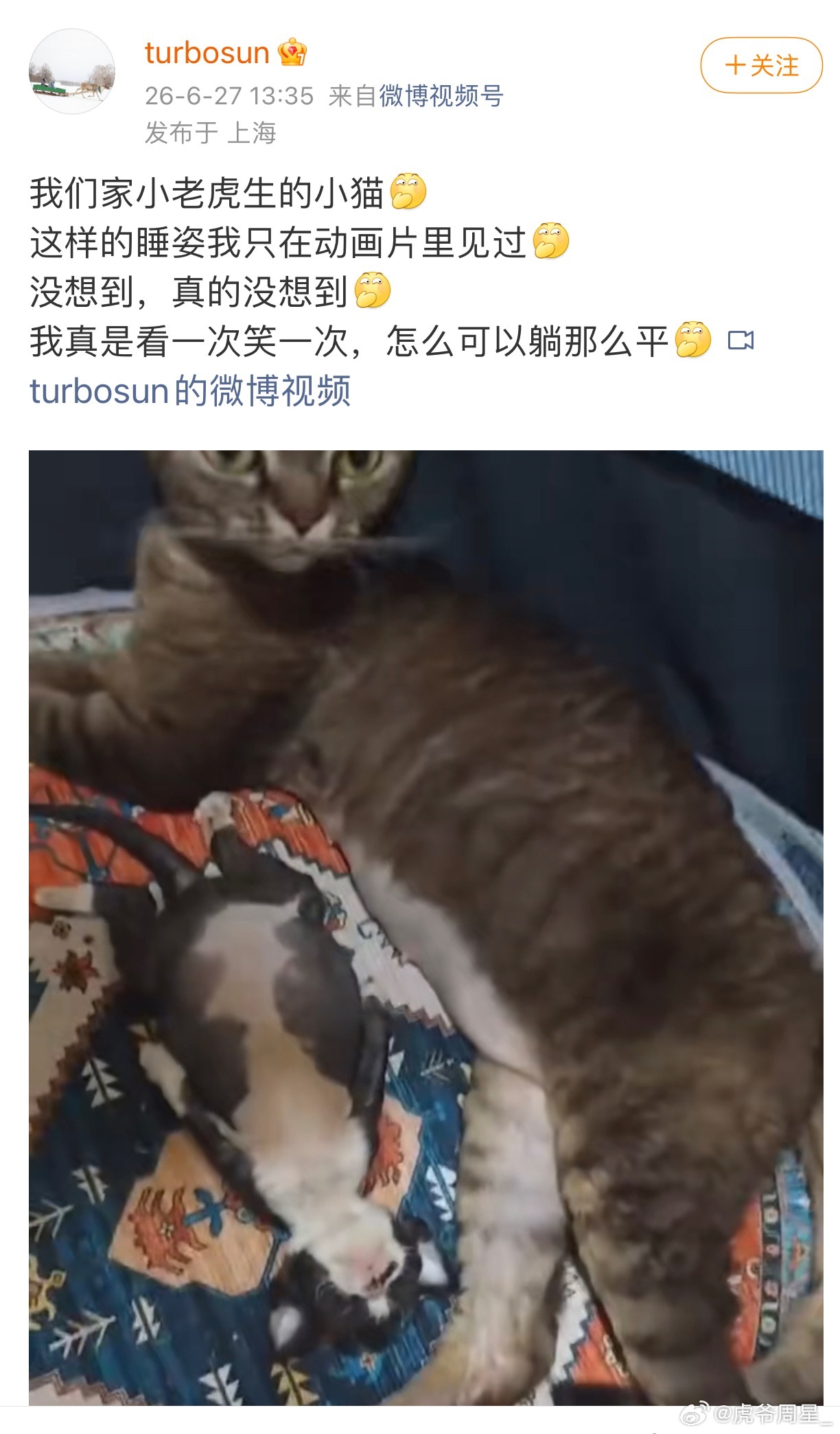 娘娘的猫躺平了么