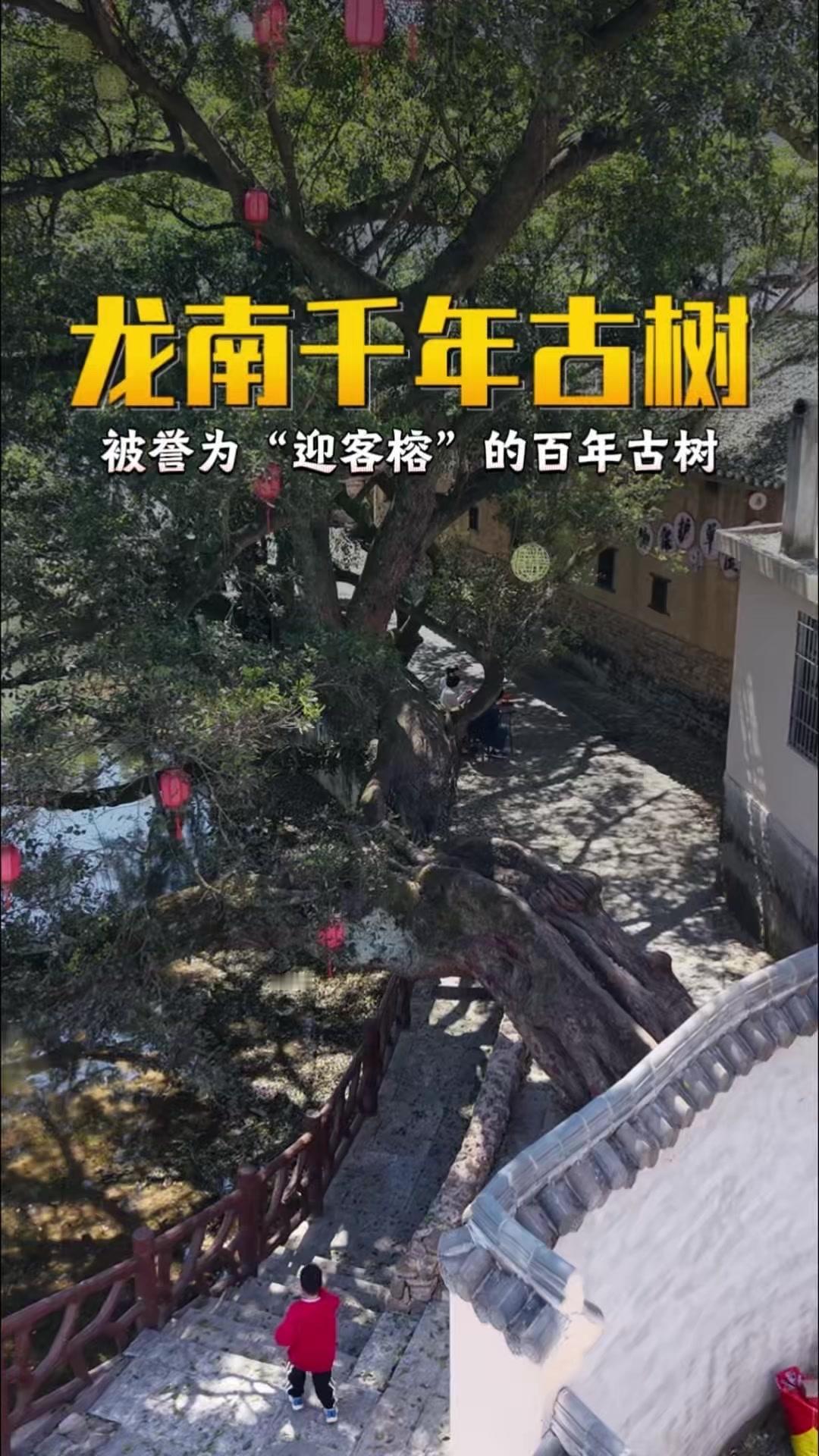 在江西龙南乌石村的村口，伫立着一棵被誉为“迎客榕”的百年古树。它扎根数百年，遒劲