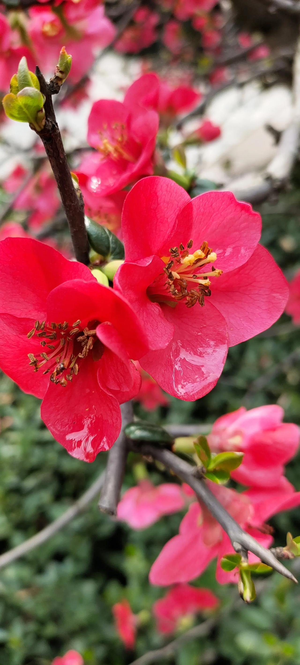 贴梗海棠花姿实在是优美，色彩也极为鲜艳，这般美妙模样，确实很适合用于摄影创作。