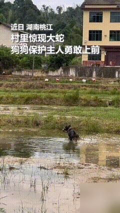 万万没想到，连人民日报都转发了！

湖南桃江那只挡在水田边主人身前逼退毒蛇的黑狗