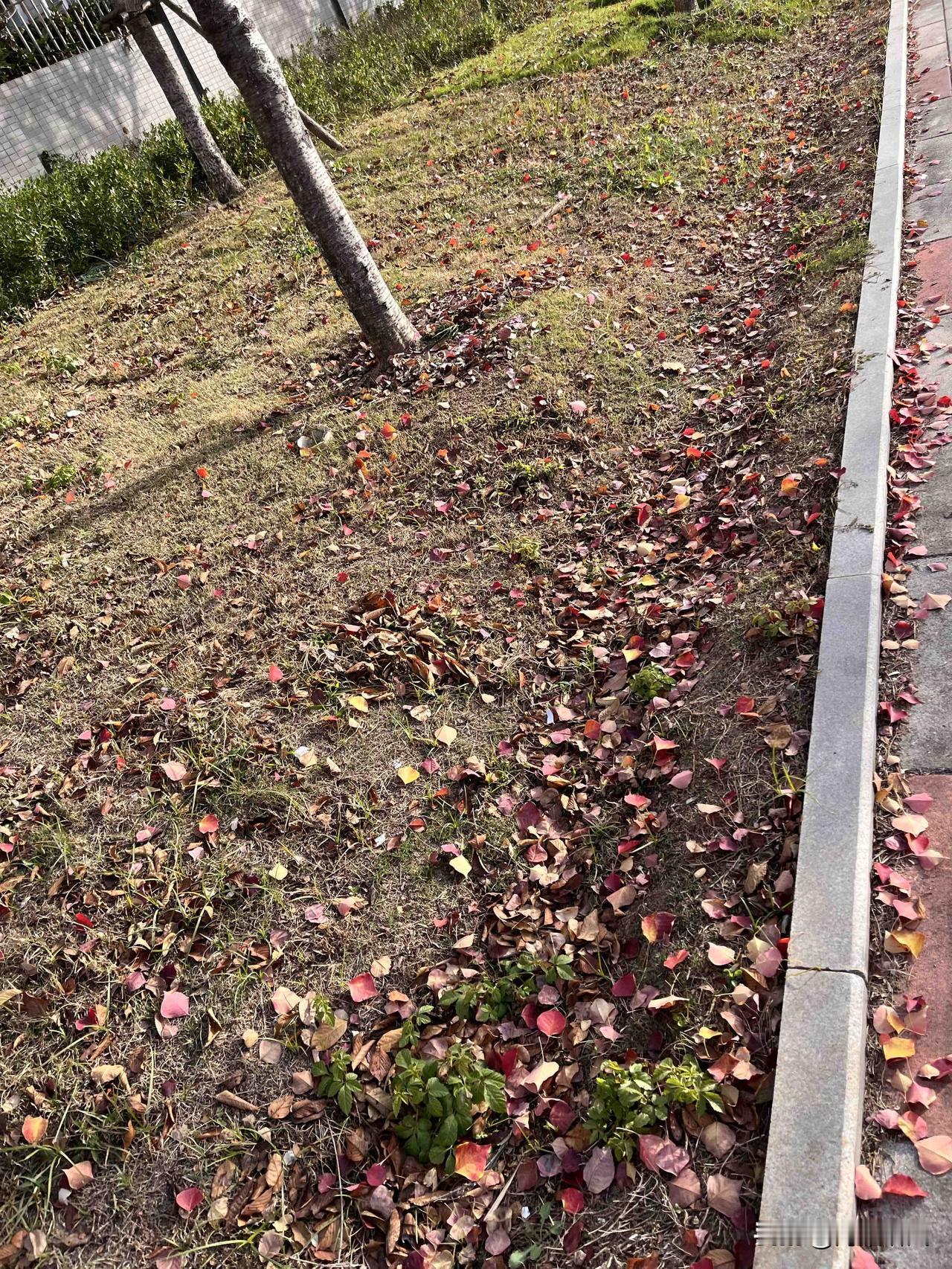这两天出门，脚底下总踩着“咔嚓”响的碎叶子——小区路边那片草地早被染成了混色画布