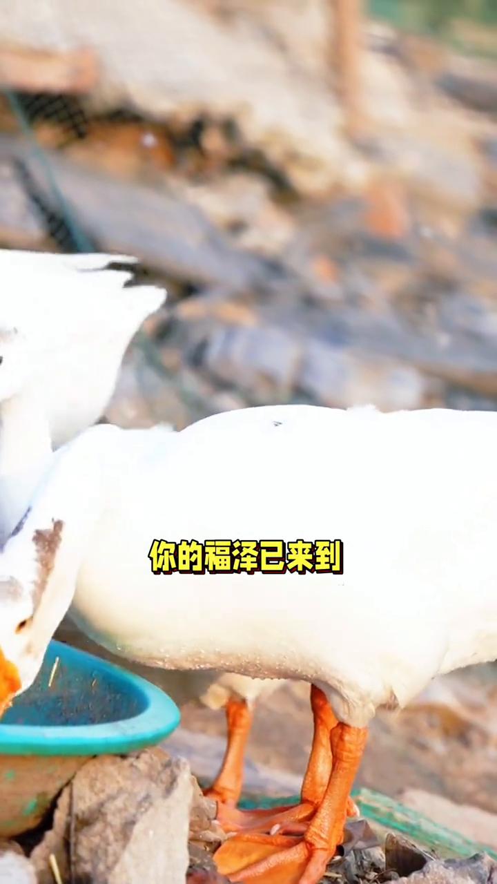 保他一生无病无灾，平安健康。
老天，你一定要保佑现在看视频的这个人，保他一生无病