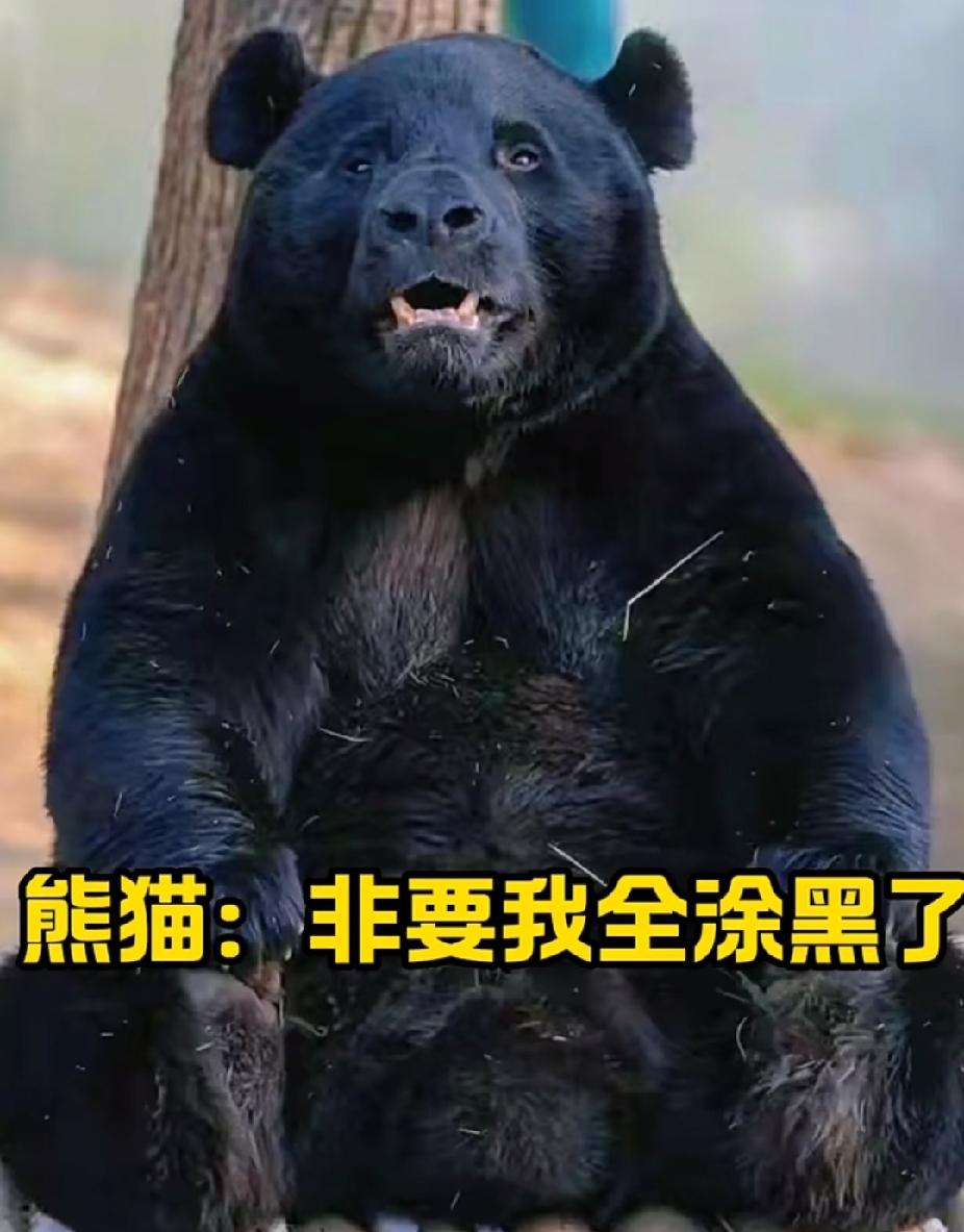 太搞笑了！[捂脸]这谁干的啊？把咱国宝都给乱搞成这副鬼样子了。本来黑白的时候软萌