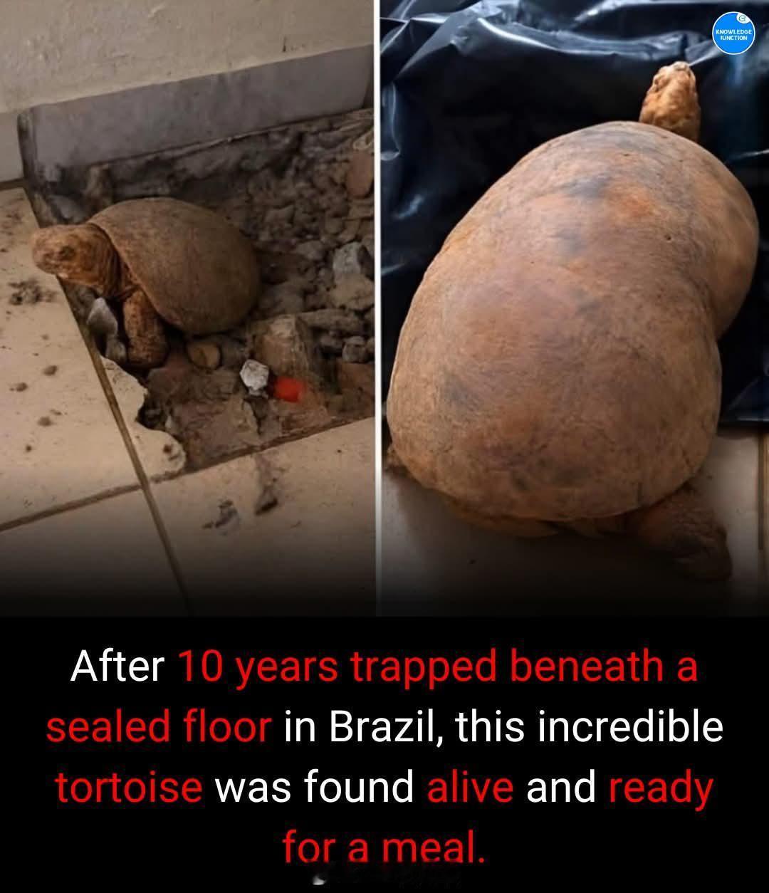 在巴西的一个密封的地板下有只乌龟被困了10年后才被发现，这只不可思议的乌龟在被发