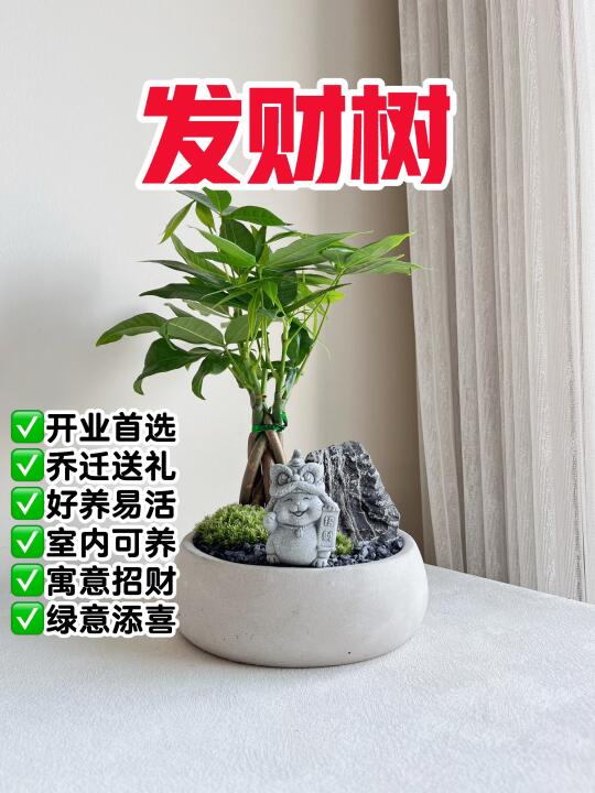 🇲🇾新家，开业礼物首选💰发财树
