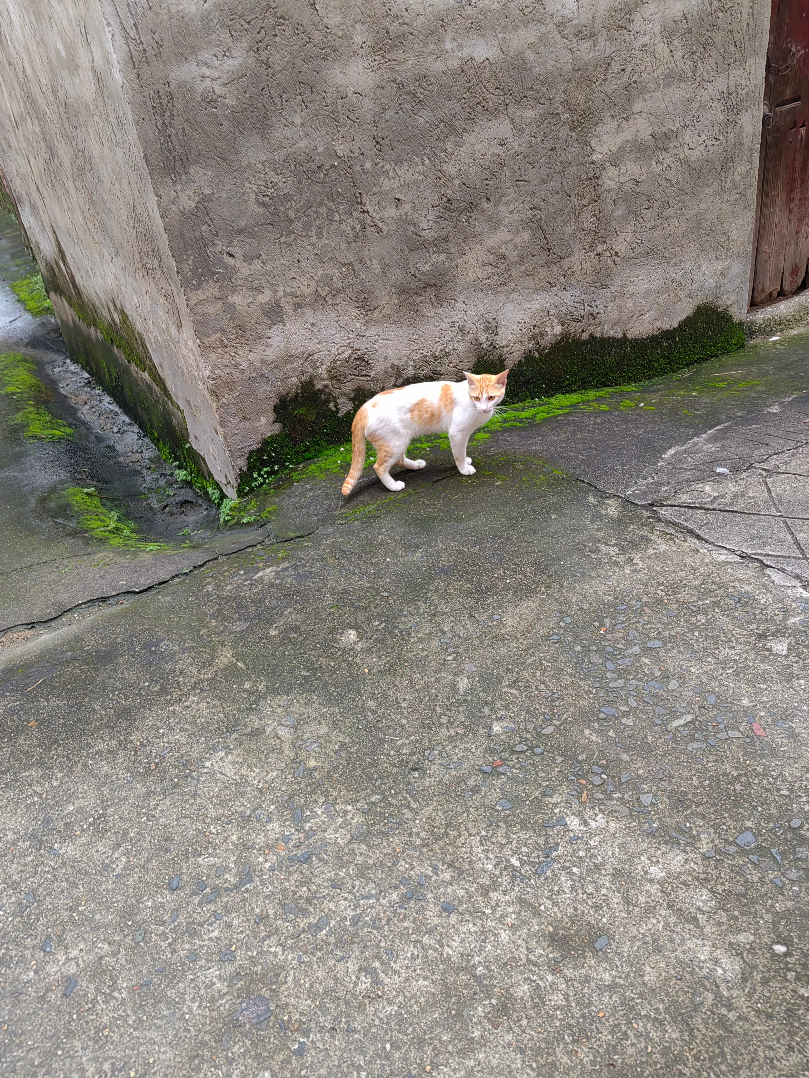 小猫咪🐱，快快回家哦 