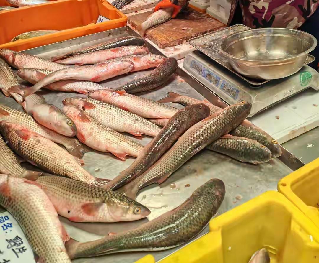 现在正是吃梭鱼的季节，市场上梭鱼售价平均十多块一斤，也不便宜！梭鱼通常生长在入海