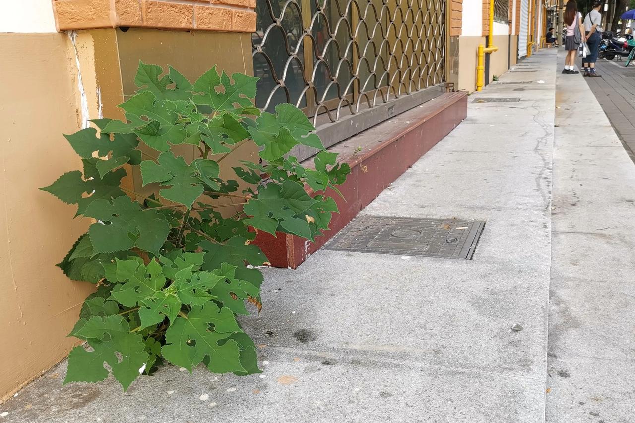 这是在临街居民楼墙根的缝里新长出来的一株构树。这个地方上半年刚进行了整治，新铺设