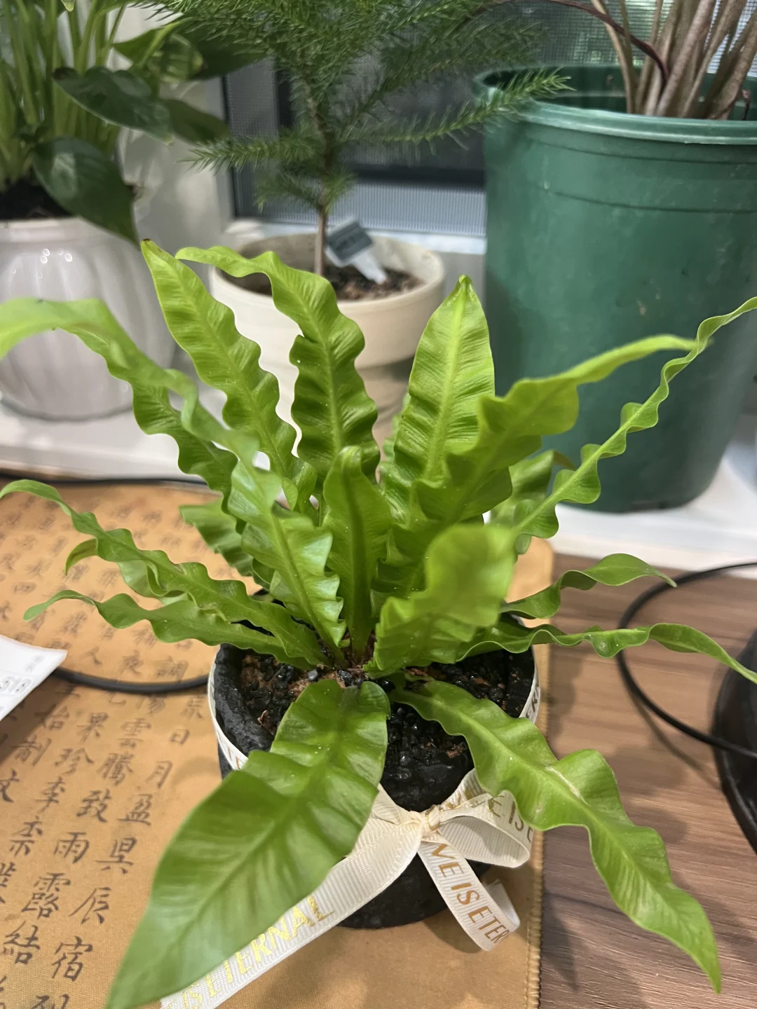 22.9💰带盆栽好的火焰鸟巢蕨🪴