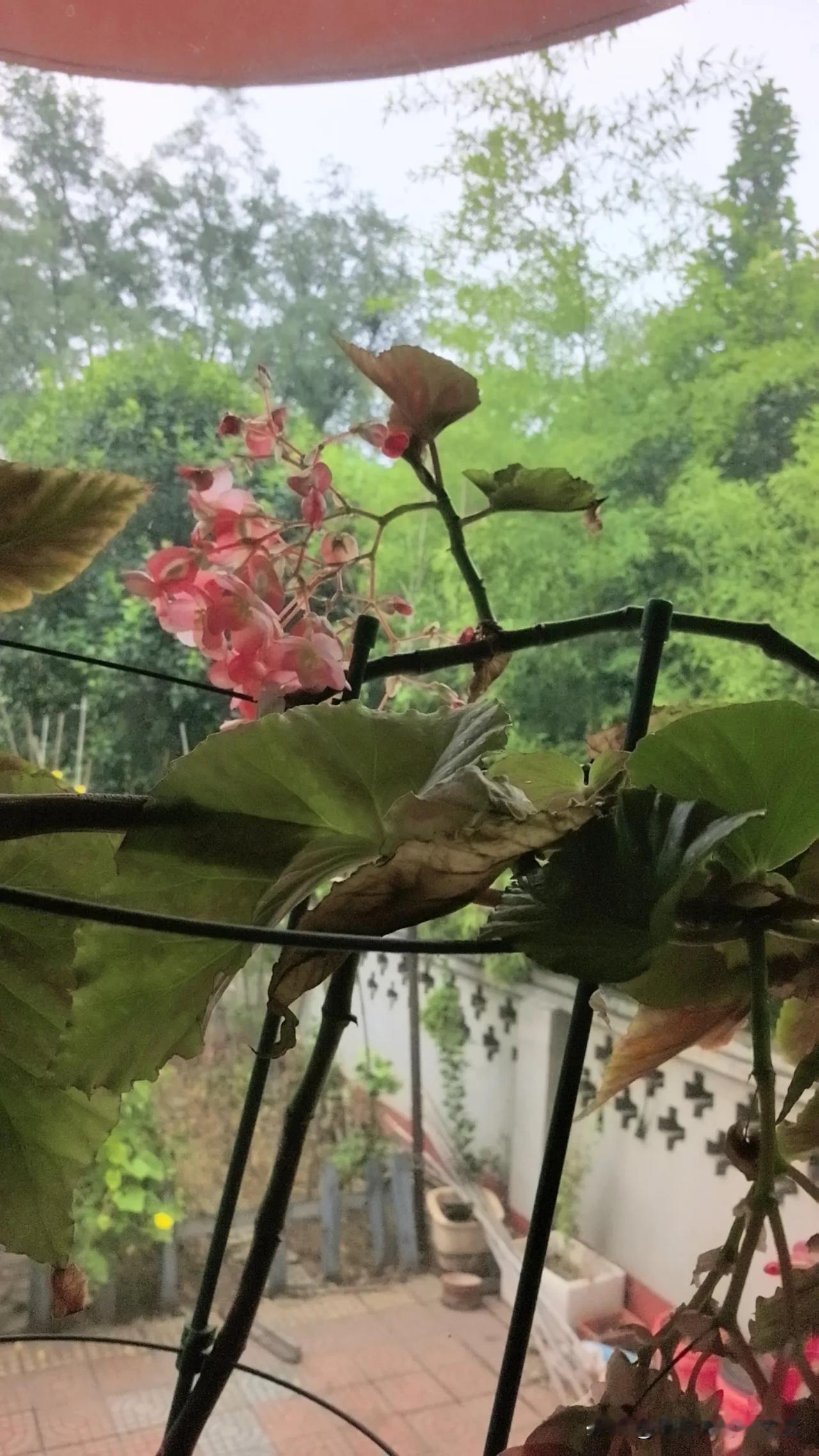 我家的大叶海棠有十多年了，是我从网上买的。

记得当时每天上下班路过家属区的时候