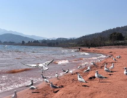 特朗普现在也不装了，因为美军调集的特种部队和空降兵以及两栖登陆部队基本上已经抵达