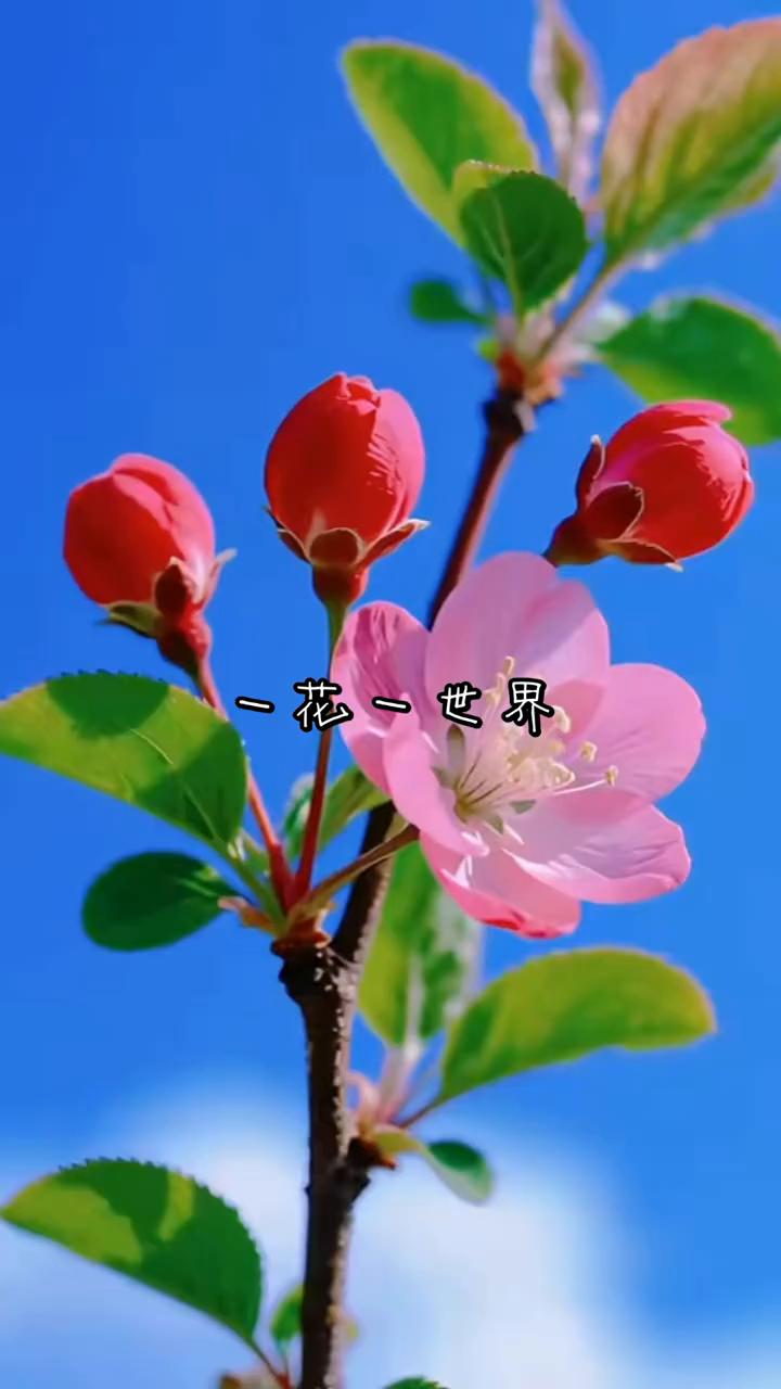 一花一世界。