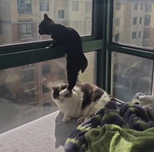 当你的猫特别八卦