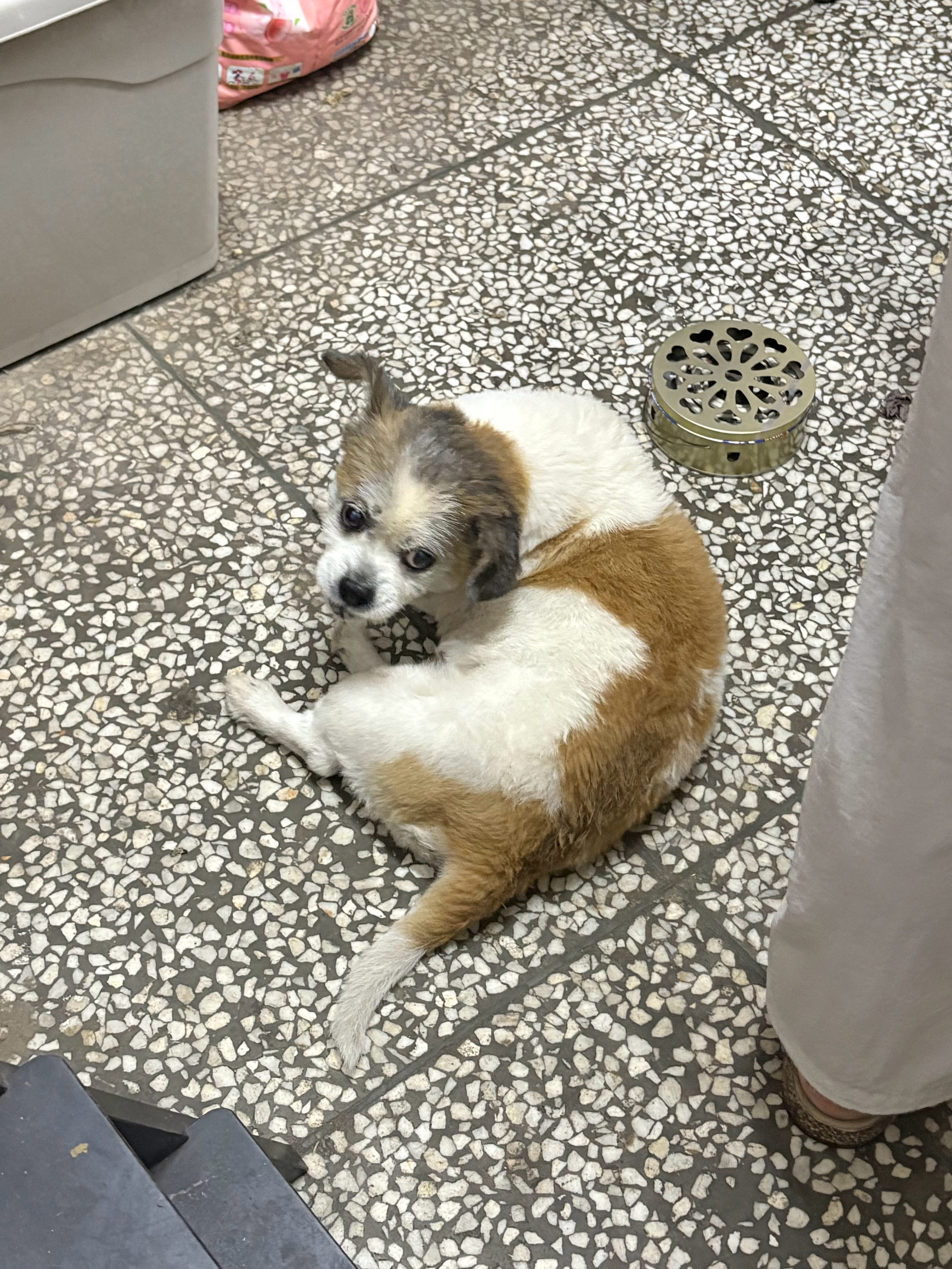摸狗头 万事不愁算下来它也有八九十高龄了