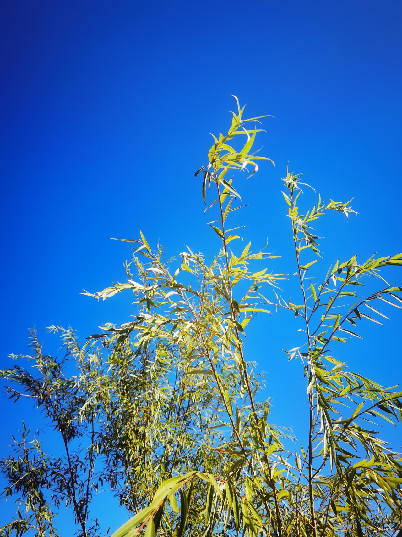 捞功劳的人是一种习惯，一件举手之劳，随时随地都以恩人自居。这样有一种心理优势，想