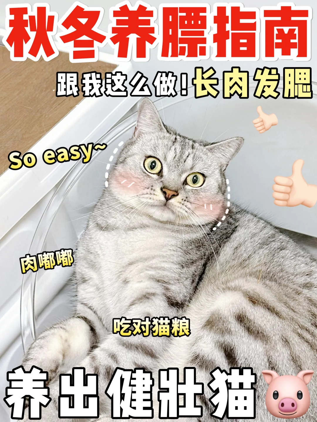 秋冬猫咪如何养膘？一款营养鲜肉粮轻松拿捏