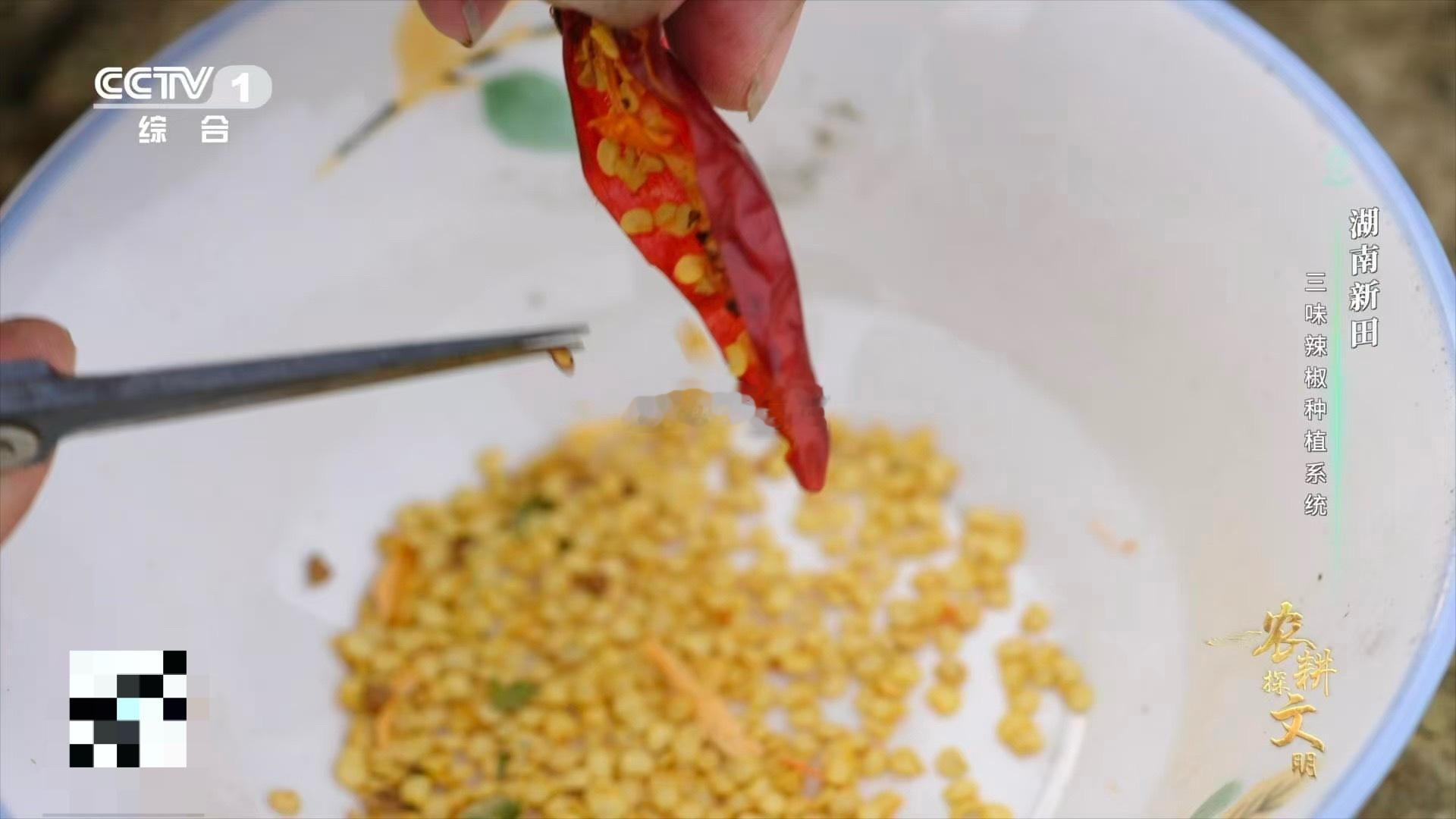 央视新闻都报道了！湖南新田用田螺种辣椒的世代智慧。螺壳育苗，螺肉肥田，一项看似简