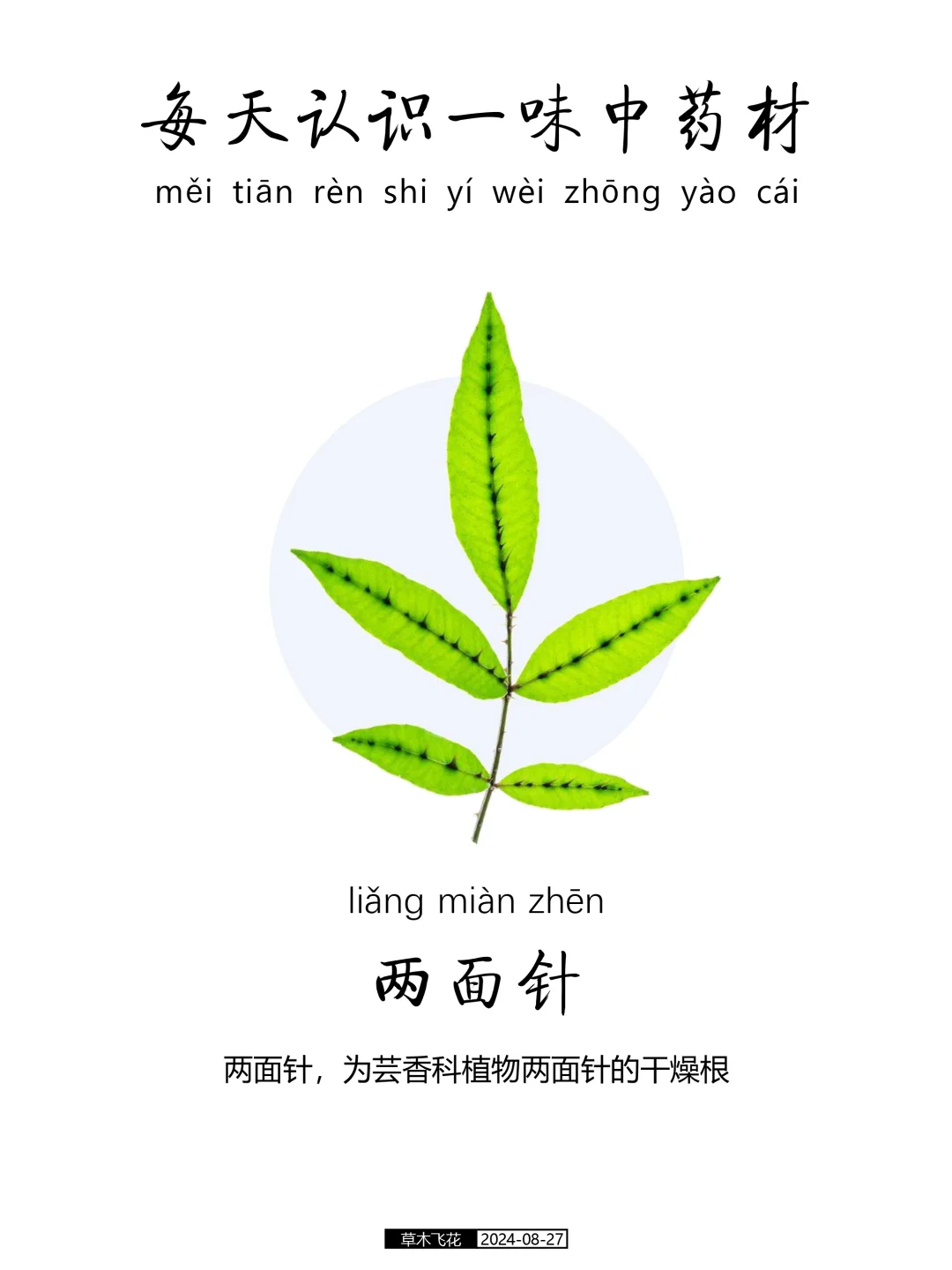 N0.462期 每天认识一味中草药-两面针🍀