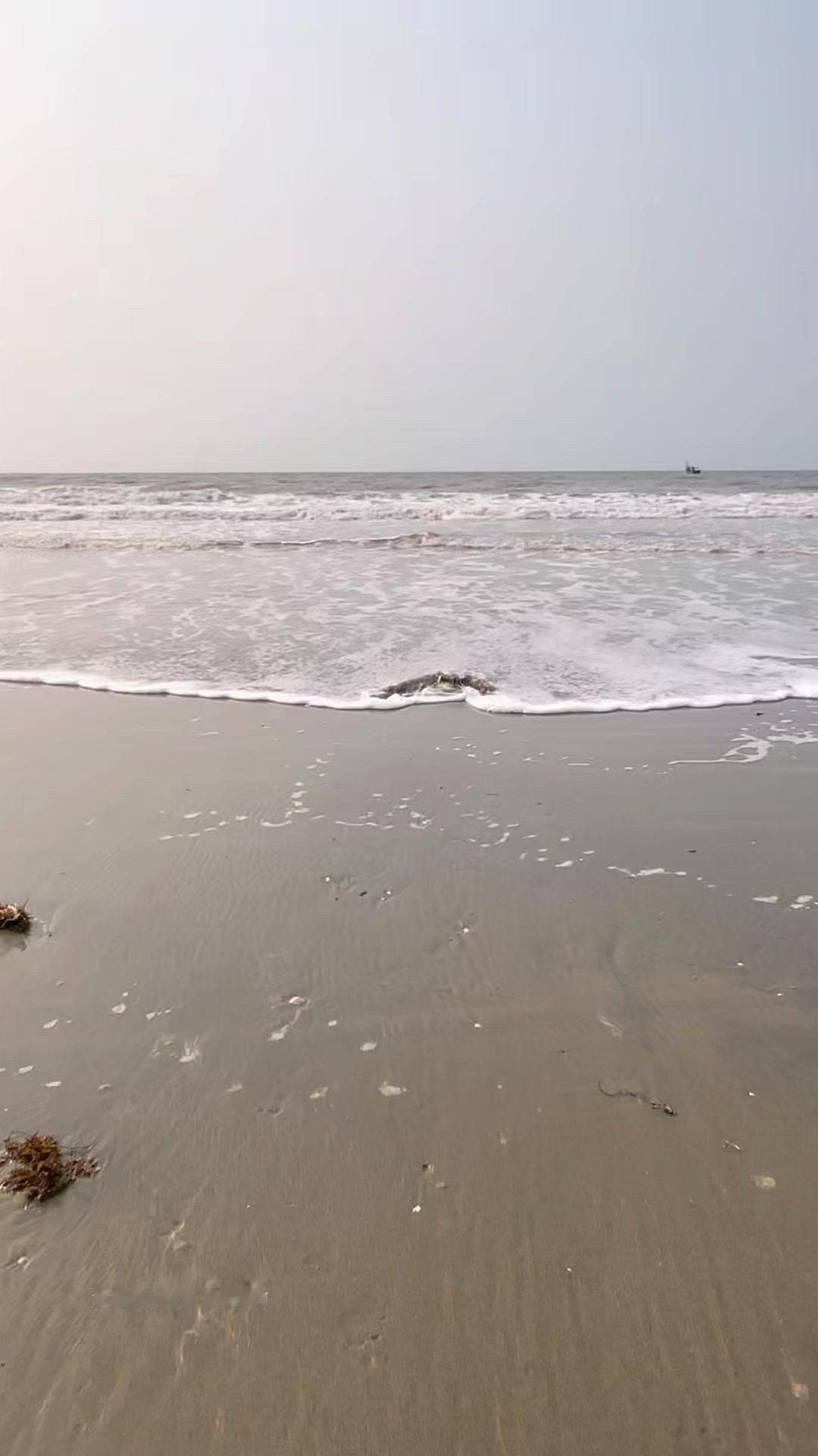 🎣海边水母泛滥，渔民这样处理超暖心！🏊‍♀️海边水母越来越多，根本清理不完，
