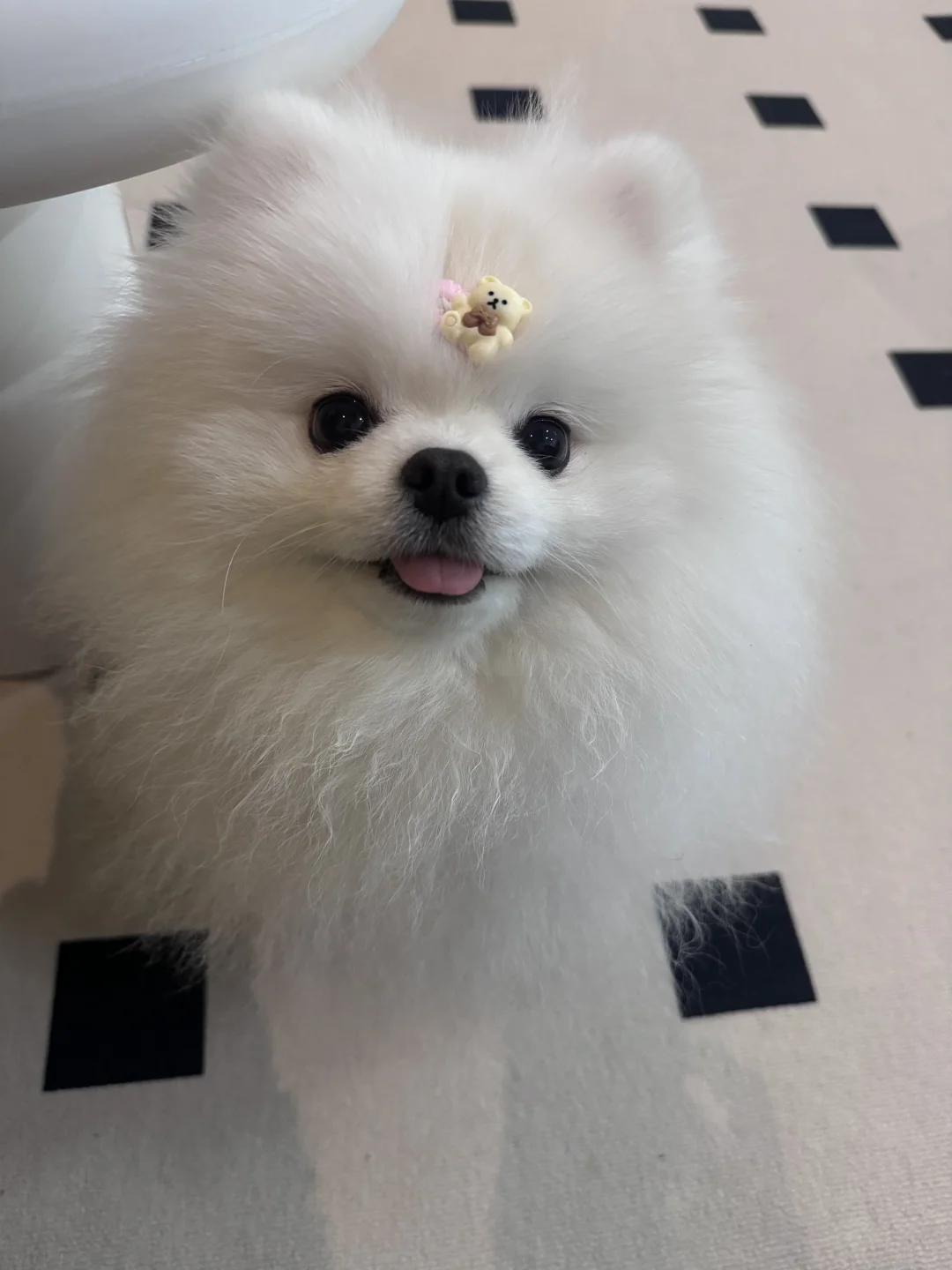 超乖的博美崽崽蹲姨姨