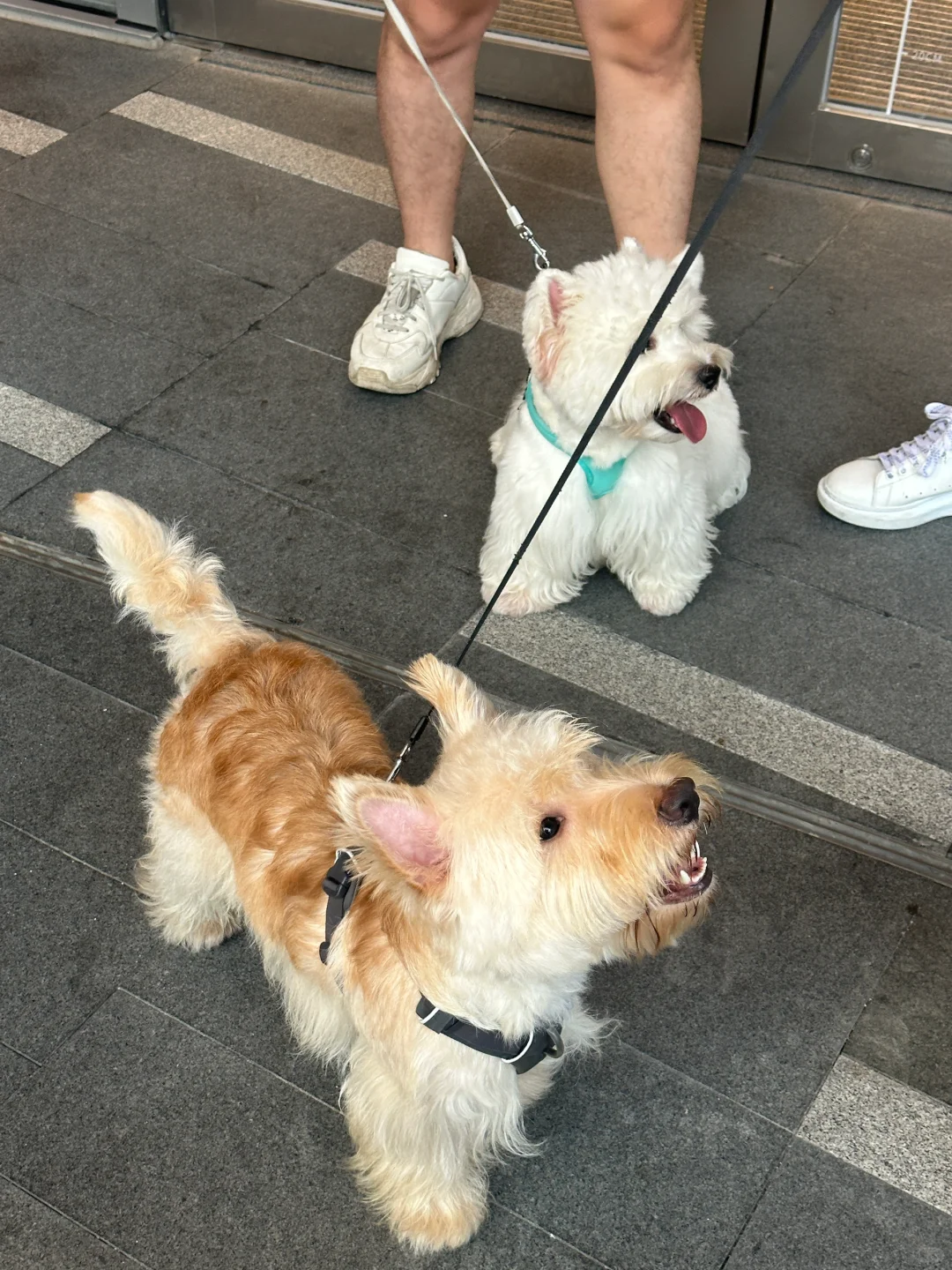 一暑假没见的好兄弟