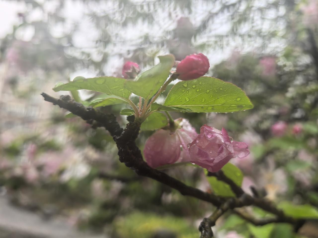 雨中海棠

三月三十一日，扬州的雨如约而来，园中海棠正盛，粉白相间的花瓣被细雨浸