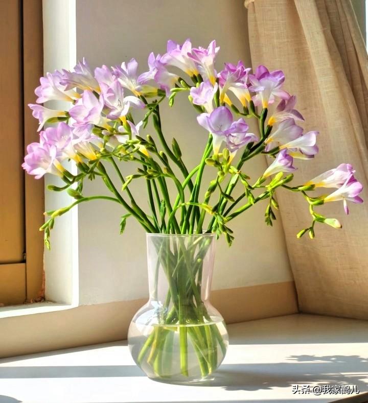 你笑成一朵花🌸
它回你甜甜圈🍩般的快乐
你皱成苦瓜脸🥒
它甩你一脸乌云☁️