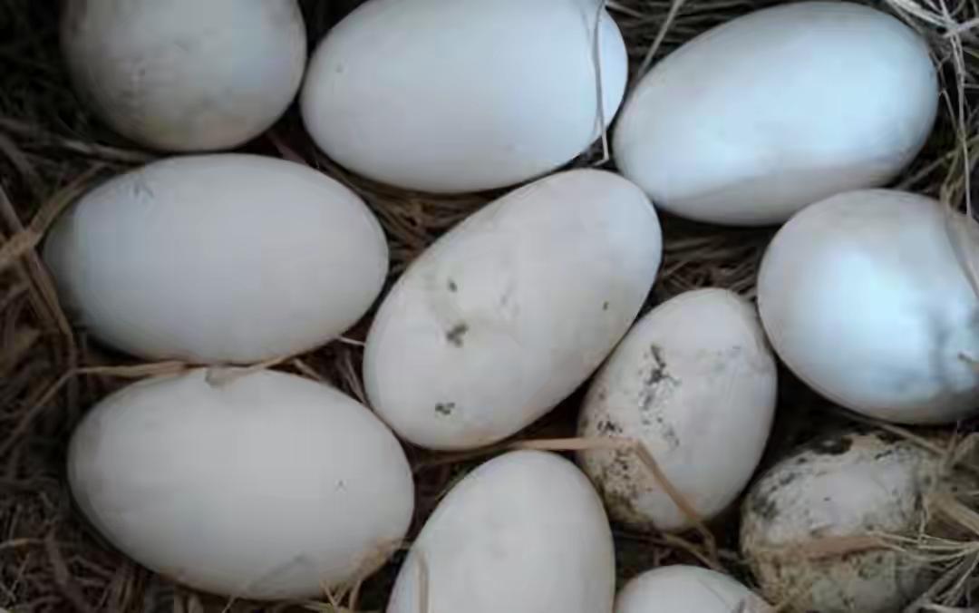 农村老家的鹅蛋，一天吃一个，膝盖真不疼了？，胆固醇高到吓人却没啥事？，它到底算补