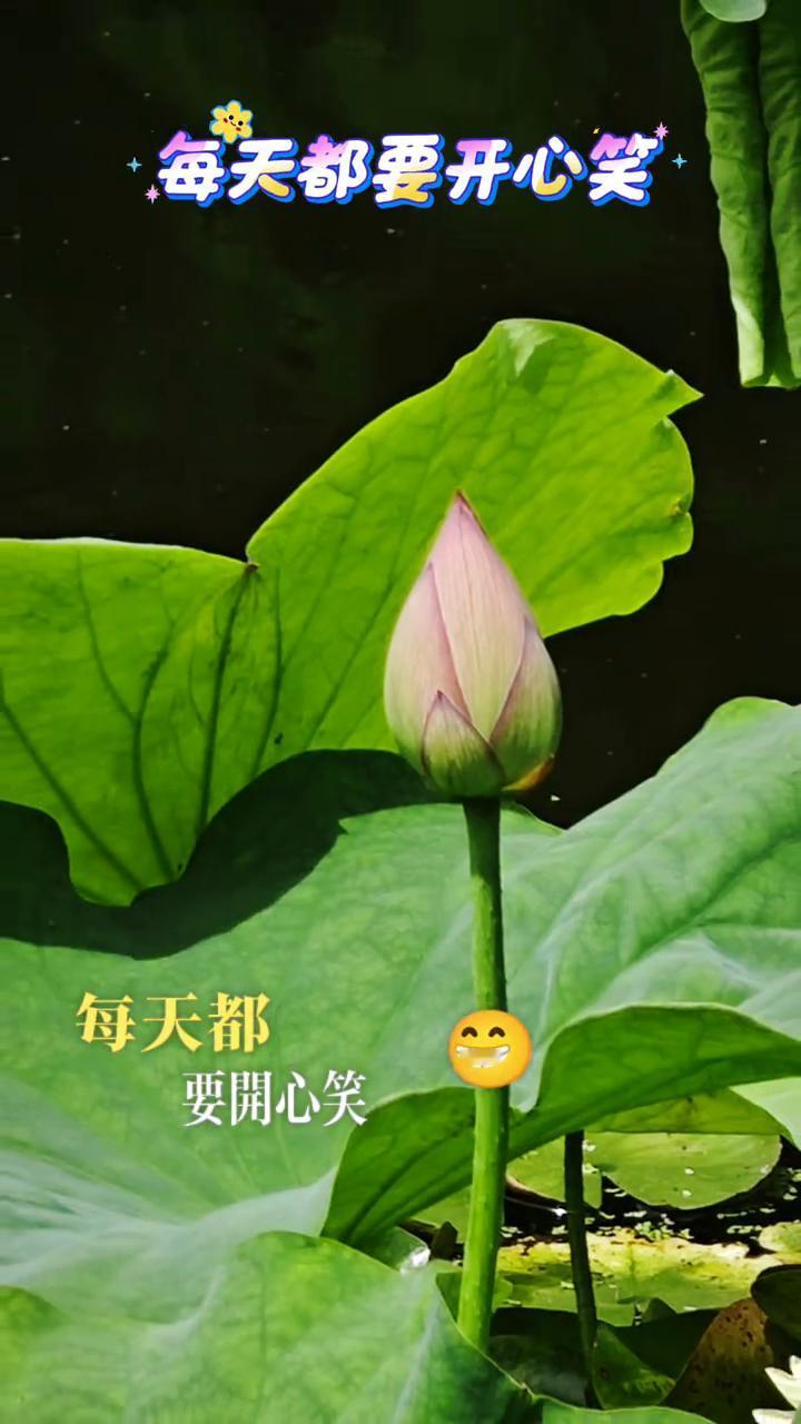 每天都要开心笑。
爱笑的人运气好，心态放宽，心情好，顺心顺意，没烦恼，平平安安，