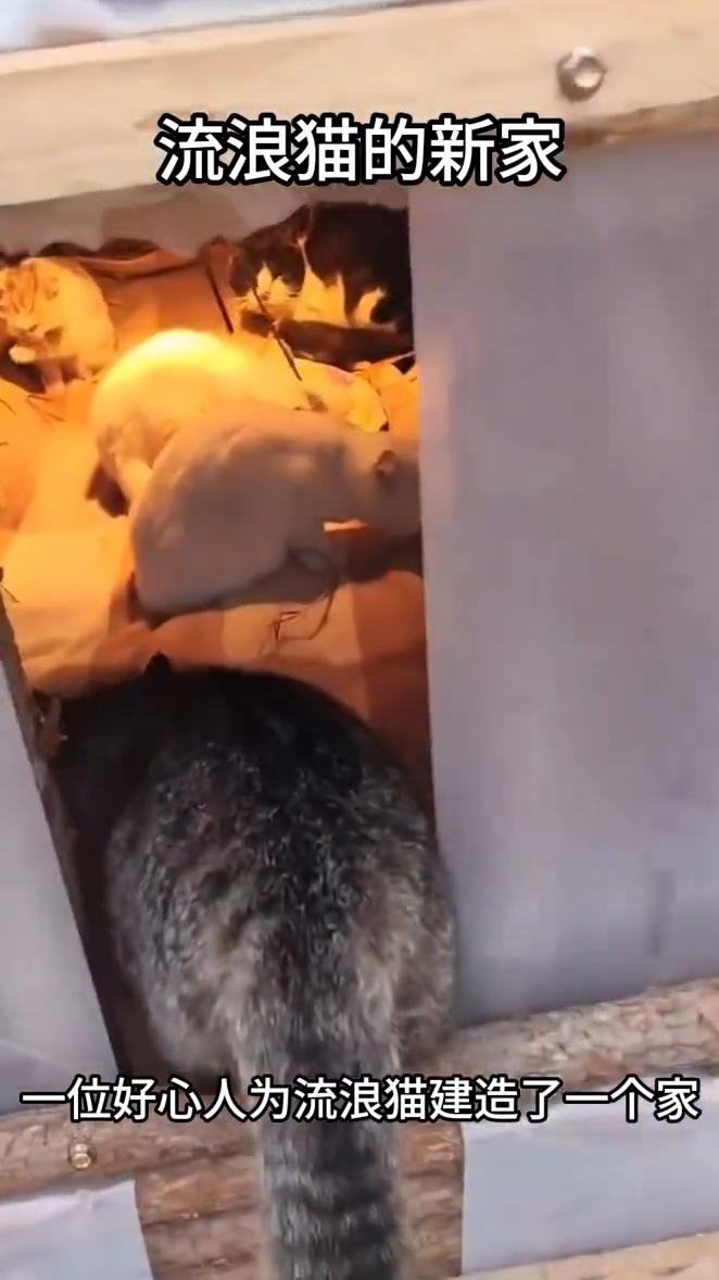 流浪猫的新家。
一位好心人为流浪猫建造了一个家。