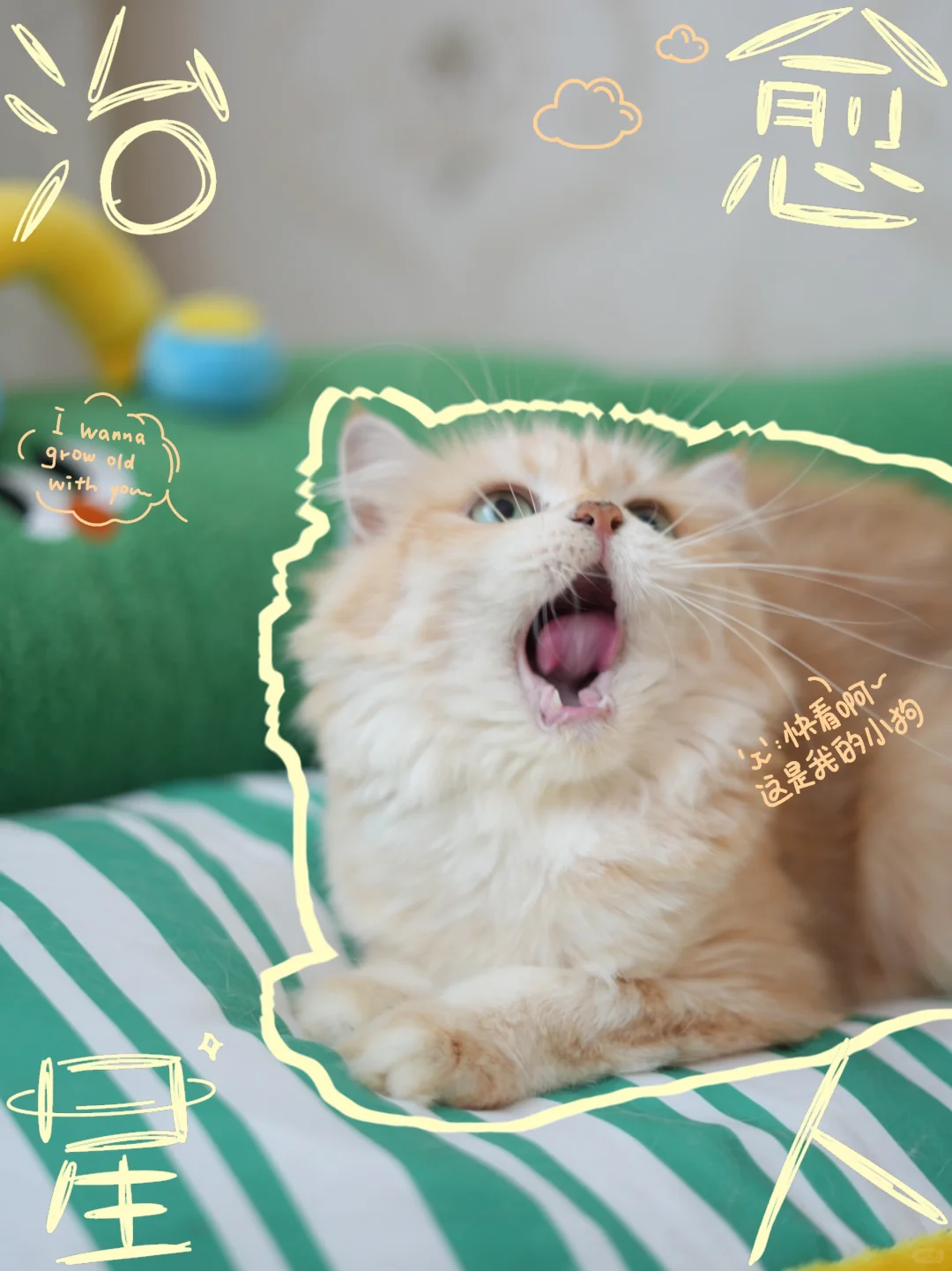 甜甜的小猫咪 想记录下此刻 这个模板有点东西