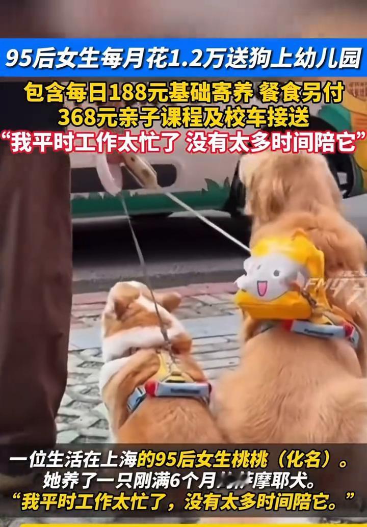 95后女生每月花1.2万送狗上幼儿园，包含每日188元基础寄养餐食另付，368元