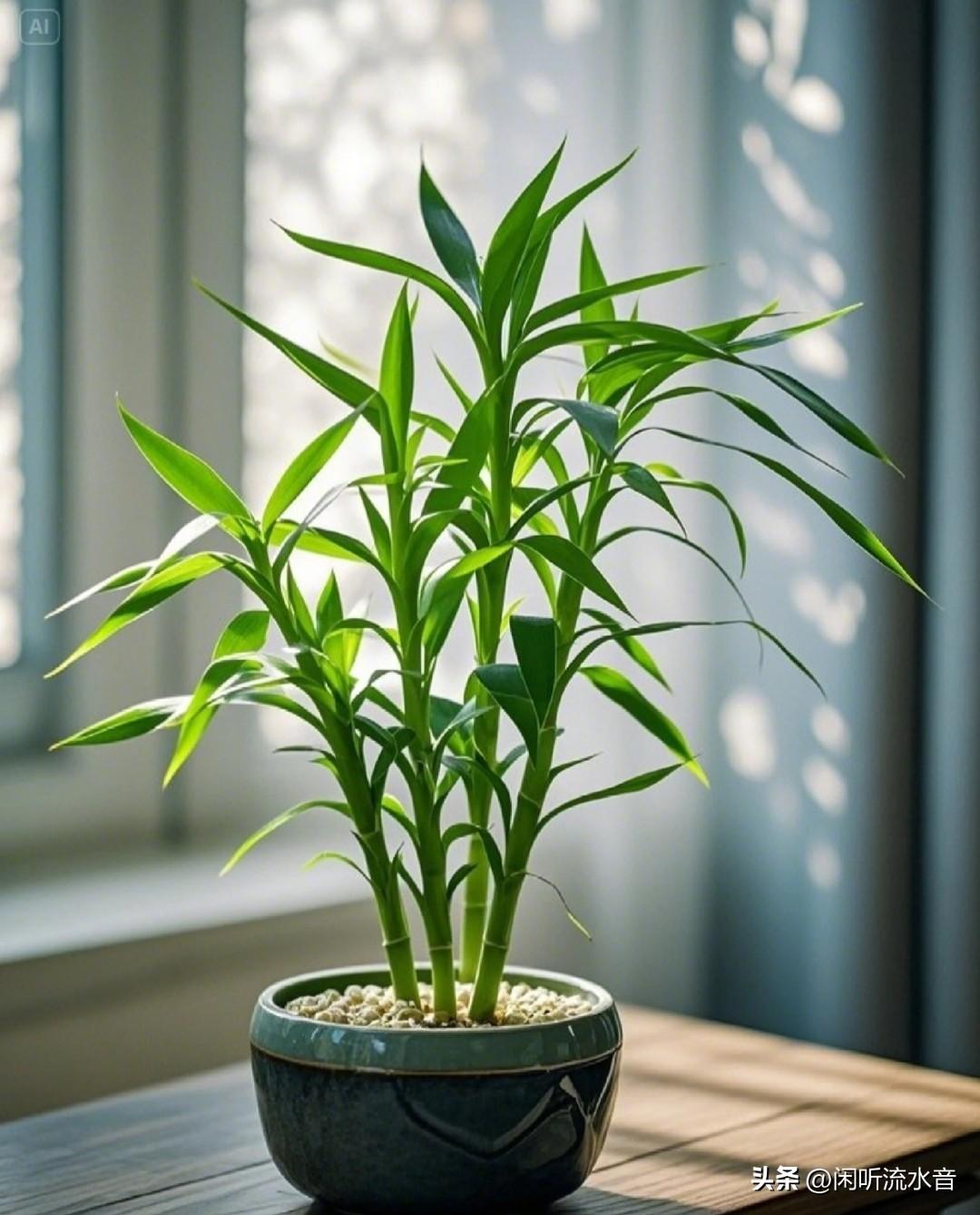 🌿富贵竹：家中的吉祥绿意🌿
家人们，窗边这盆富贵竹也太治愈了吧！修长的枝叶透